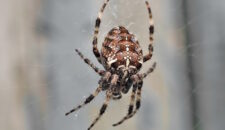 Паук крестовик