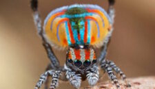 Павлиньи пауки