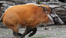 Кистеухая свинья