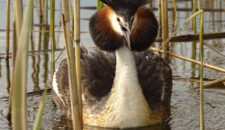 Поганка (птица)