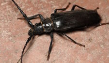 Жук-Дровосек (Усач)